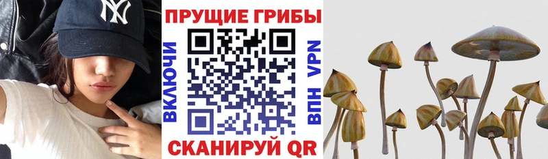 Галлюциногенные грибы прущие грибы  Великий Новгород 